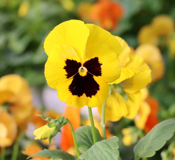 Matrix® Pansies