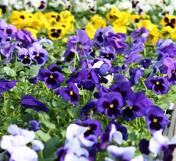 Matrix® Pansies 