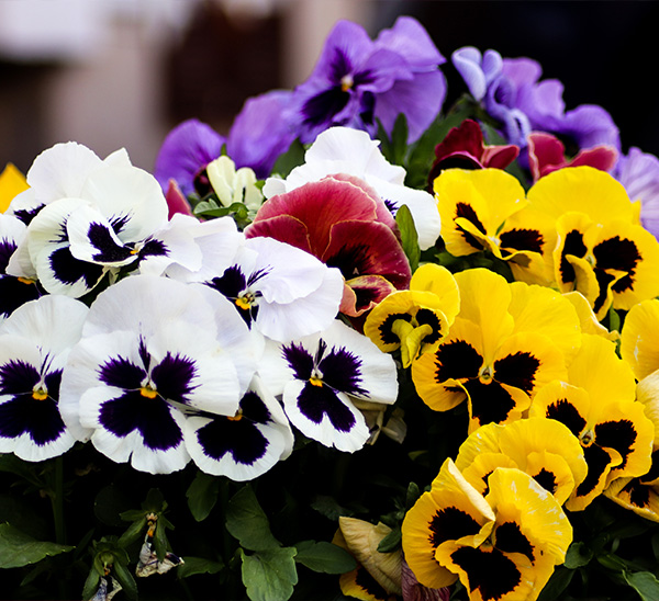 Link to Matrix® Pansies  product page