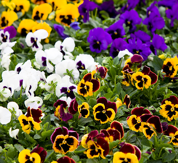Matrix® Pansies 