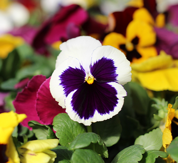 Matrix® Pansies 