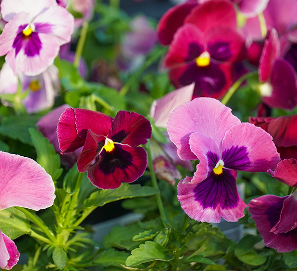 Matrix® Pansies 