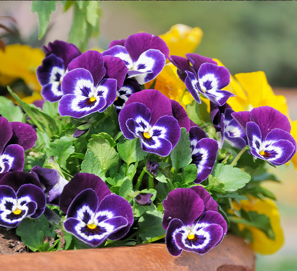 Matrix® Pansies