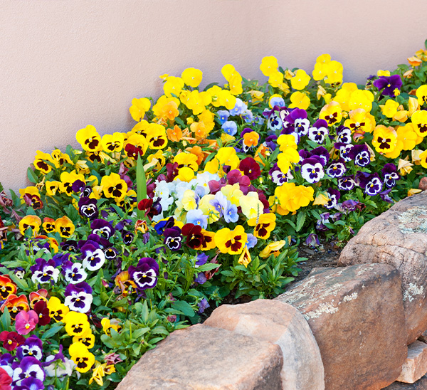Matrix® Pansies 