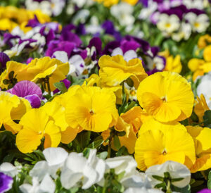 mix clear matrix pansy flowers in a flowerbed