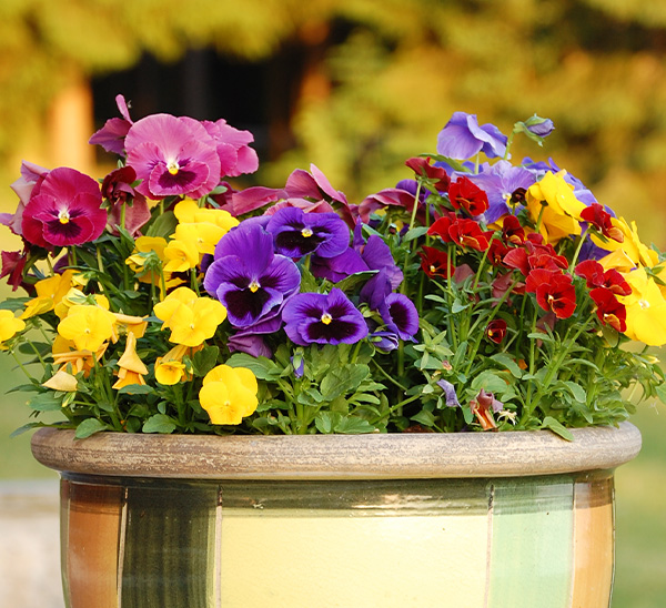 Link to Matrix® Pansies  product page