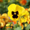 yellow blotched Matrix® Pansies