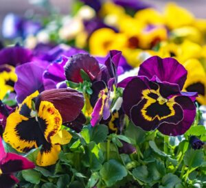Purple and yellow Matrix Pansies