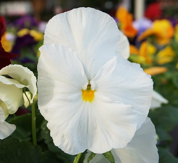 Matrix® Pansies