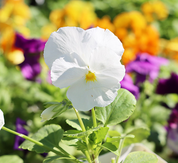 Link to Matrix® Pansies  product page