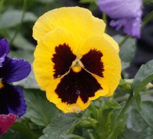 Matrix® Pansies