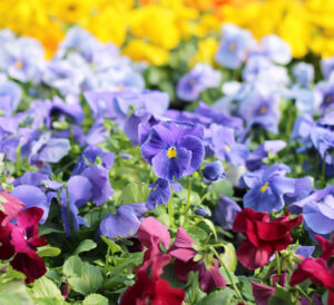 blue clear Matrix® Pansies