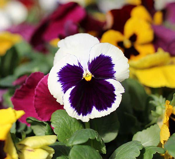 Matrix® Pansies 