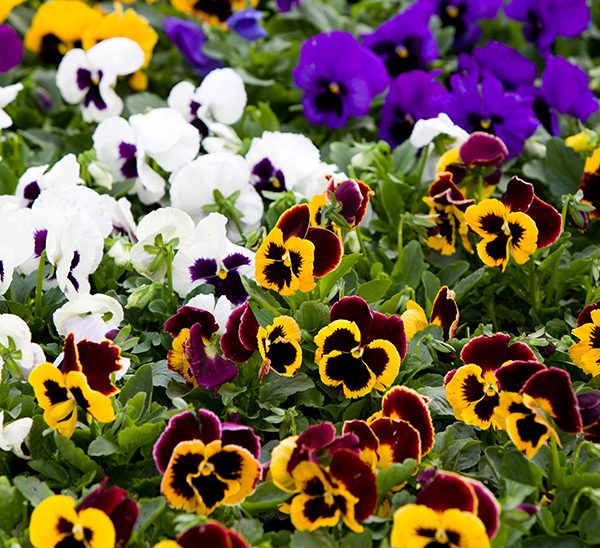 Link to Pansies product page