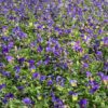 Cool Wave Spreading Pansy