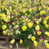 Cool Wave Spreading Pansy