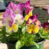 Cool Wave Spreading Pansy