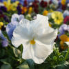 white clear pansy