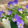 Cool Wave Spreading Pansy