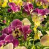 Cool Wave Spreading Pansy