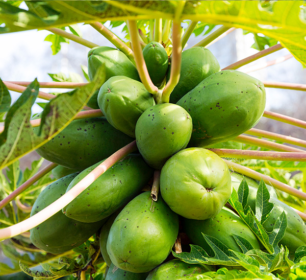 Tropical Patio Edibles 