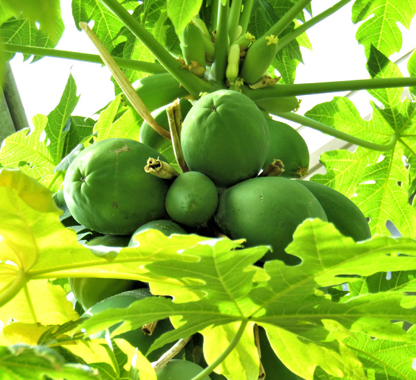 Patio Edibles 