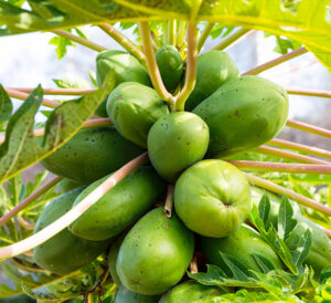 papaya