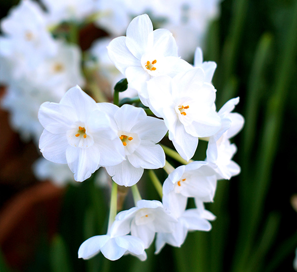Link to Fall Bulbs  product page