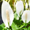 Peace Lily