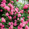 Peggy Martin Rose Photo 2