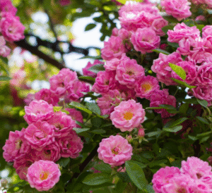 Peggy Martin Rose
