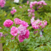 Peggy Martin Rose Photo 4