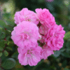 Peggy Martin Rose Photo 5