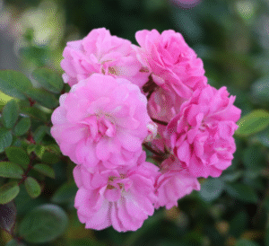 Peggy Martin Climbing Roses