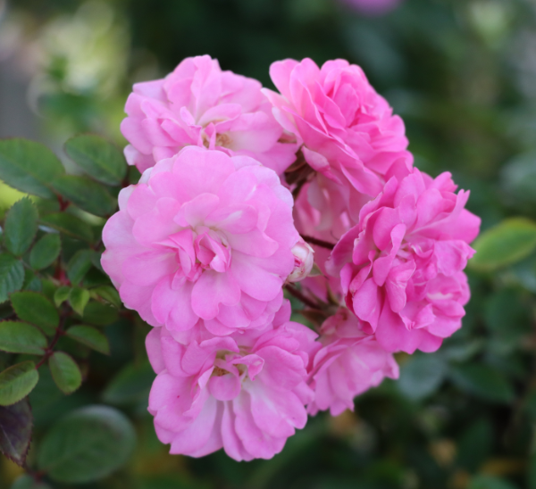 Link to Roses product page