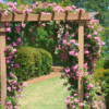 Peggy Martin Rose Photo 3