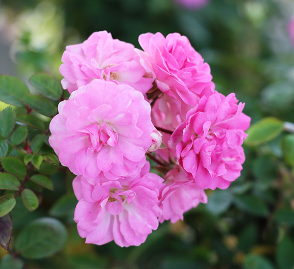 Link to Early Spring Bloomers  product page