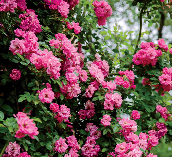 Peggy Martin Rose 