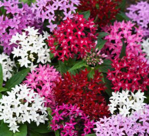 Pentas