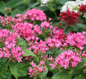 pink pentas