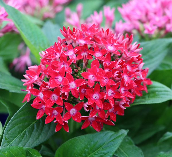 Link to Pentas product page
