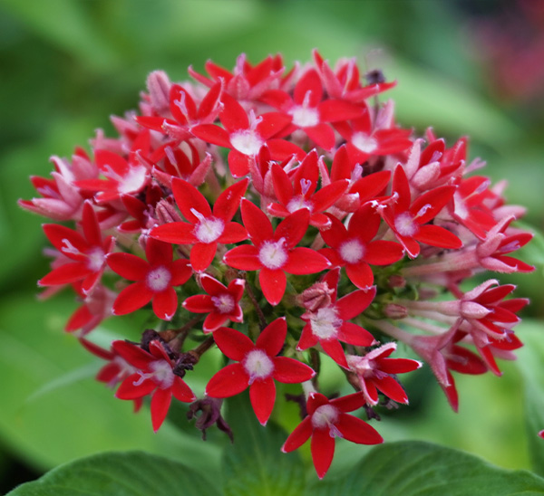 Summer Annuals 