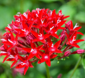 Graffiti® 20/20 Pentas in red
