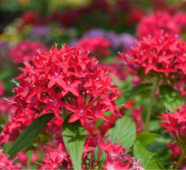 Pentas 