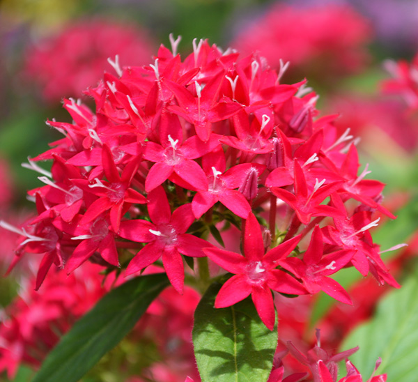Pentas 