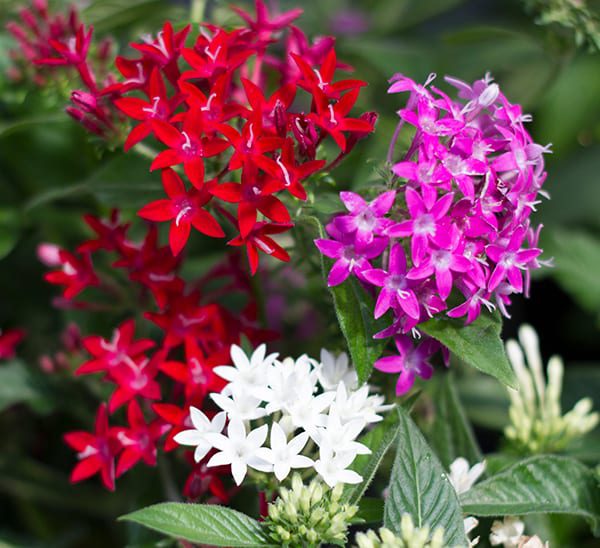 Pentas flower clearance