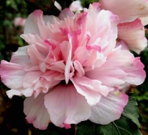 Peppermint Smoothie™ Althea