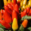 Ornamental Pepper