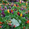 Ornamental Pepper