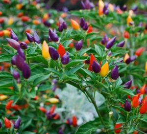 pepperornamental2